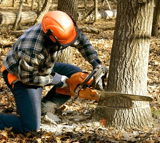 Tree Removal in Yellow Jacket, CO